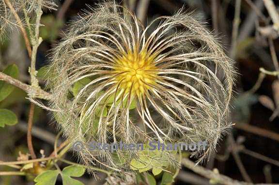 caryopteris incana 1 graphic